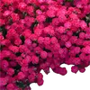 زهر القرنفل