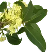 أوسمانثوس