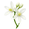 زهر البرتقال
